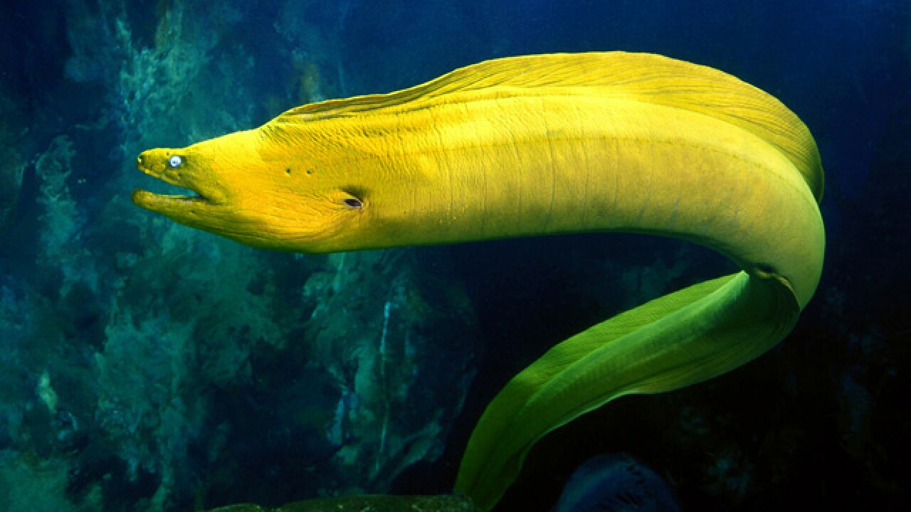 New Moray Eel Exhibit Coming To The Virginia Living Museum Just In Time For Spring Break