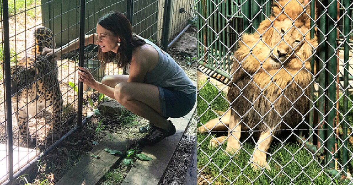 Big Cat Sanctuary Is Getting Bigger Louisburg S Cedar Cove Has