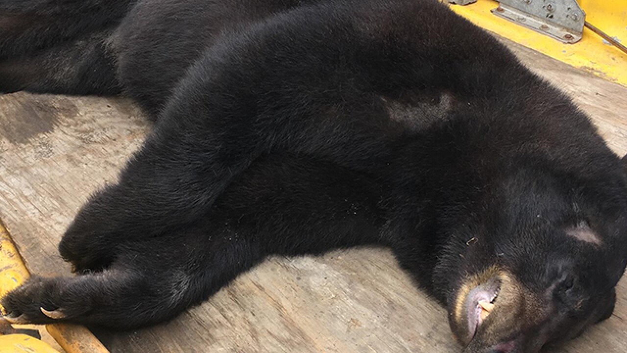 Driver hits, kills black bear near Cleveland