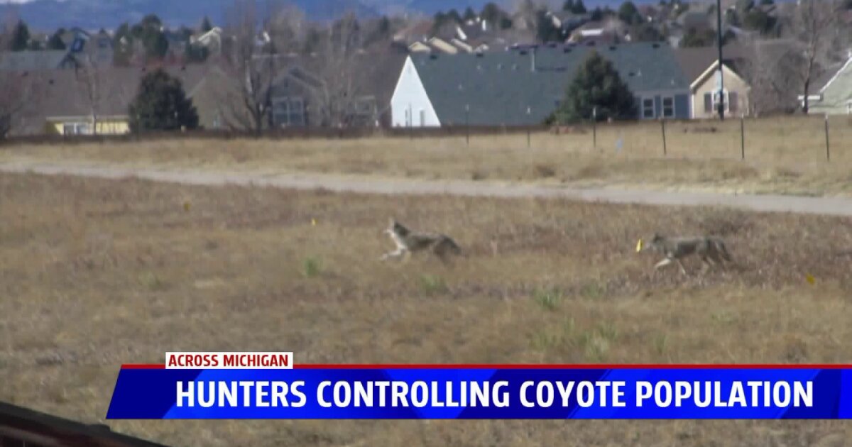 West Michigan hunters offering to help control coyote population