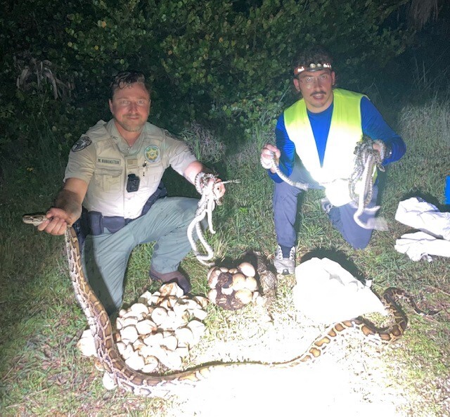 10 foot python found