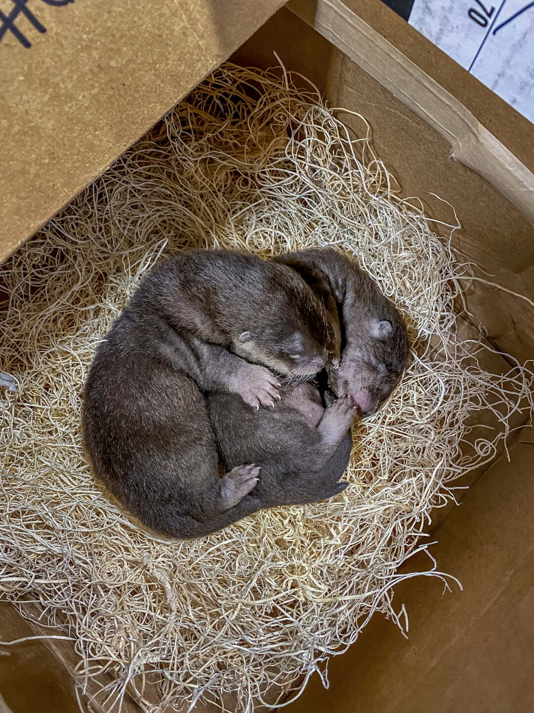 Otter Clovers Pups 03-08-2022 01 JB E.jpg