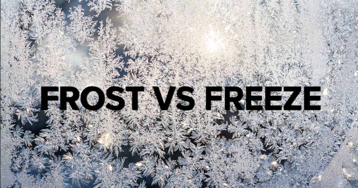 The Difference Between Frost And Freeze
