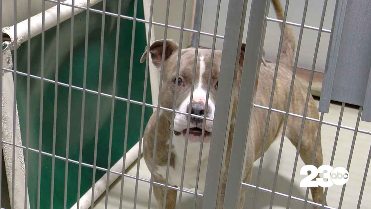 Kern County Animal Services (FILE)