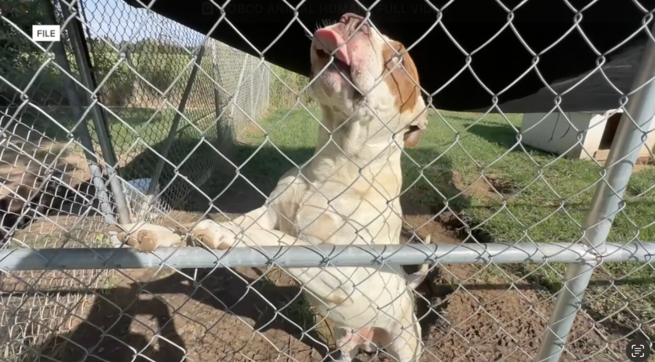 'It's not a joke anymore': Local residents demand solutions against stray animal crisis in Robertson County