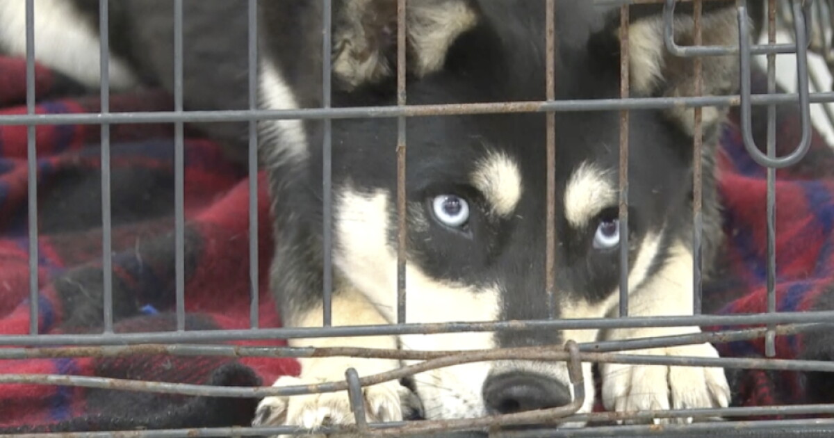 H.A.R.T. hosts free microchipping event attempting to reduce stray, lost animals - Vimarsana News