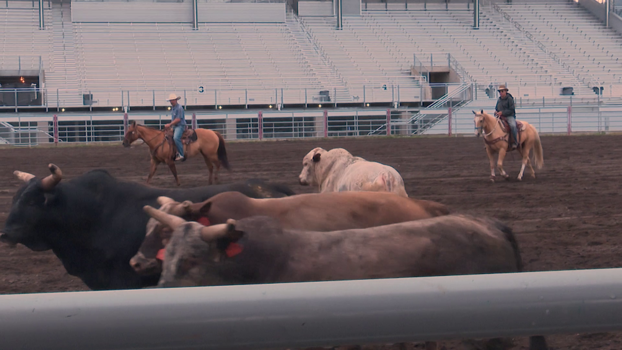 Broncs and bulls from C5 Rodeo power the Last Chance Stampede