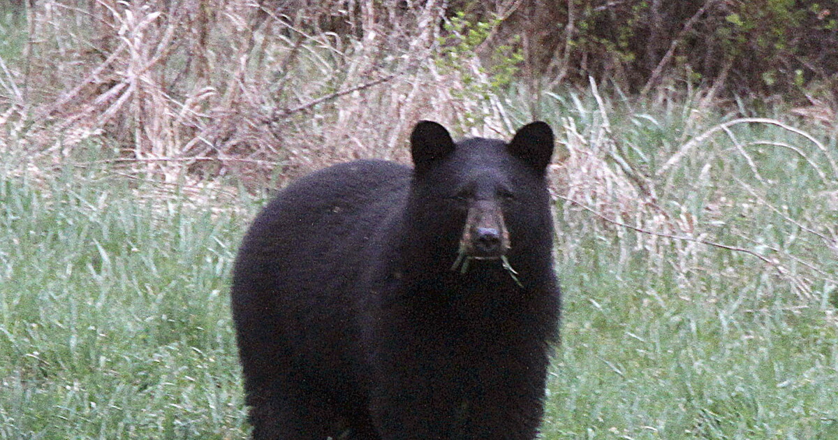 CPW reports 2 separate bear attacks in South Fork and Durango over the weekend
