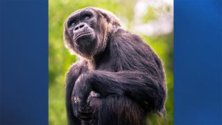 Hogle Zoo euthanizes newborn gorilla after being injured during troop conflict