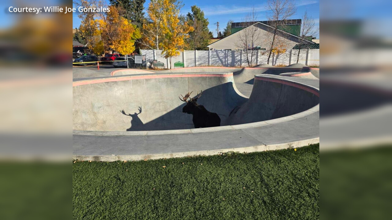 mooseskate7_2.7.1.jpg