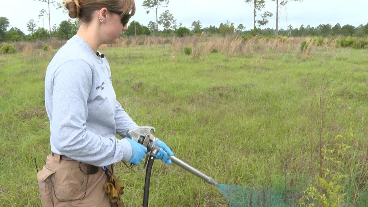 Invasive plants control Mary OConnel WFTS.jpg