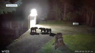 Lincoln Bears.jpg