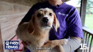 Furry Fridays: Apricot
