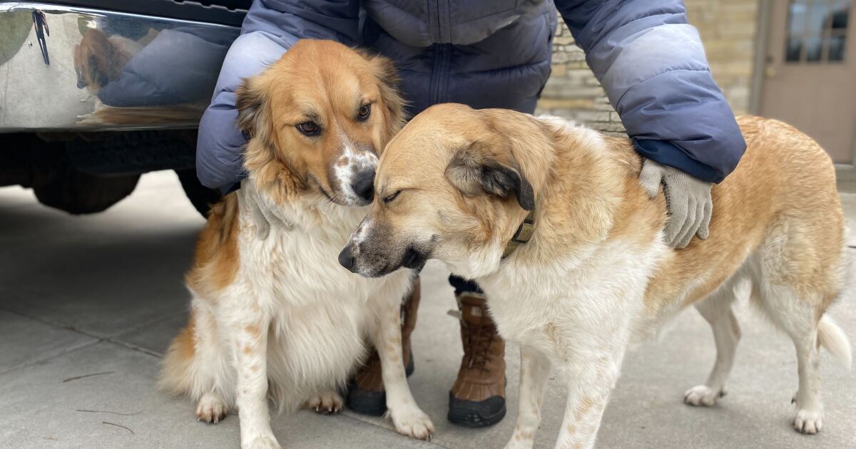 Man trying to save dogs grateful for rescue from first responders