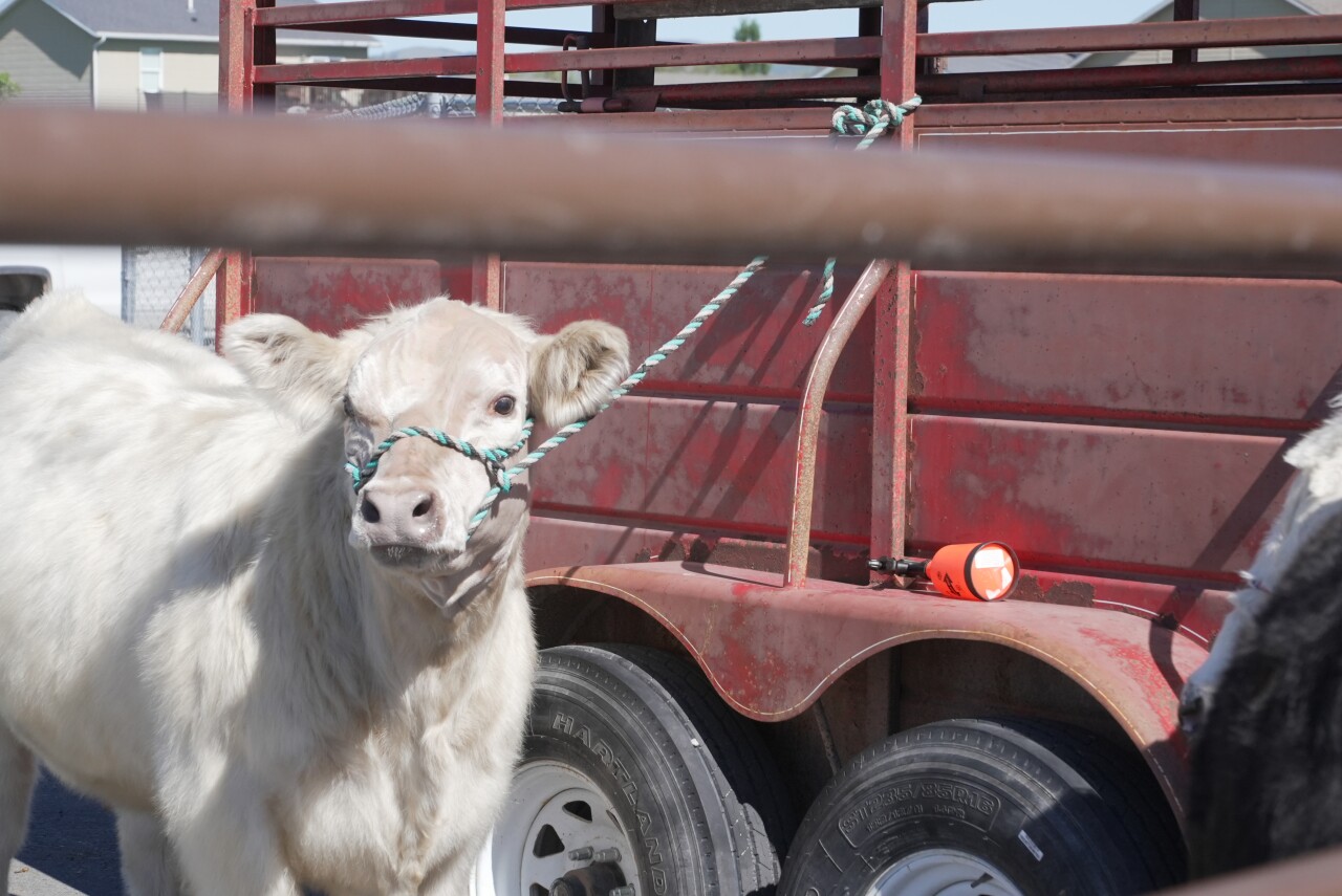 cattle