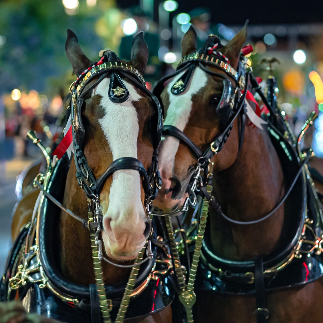 DTS Clydesdales -37.jpg