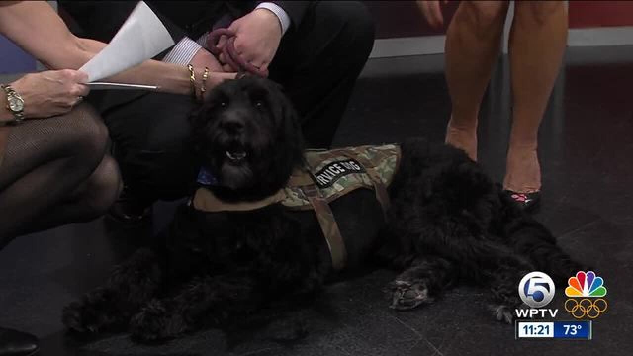 American Humane trains service dogs for veterans