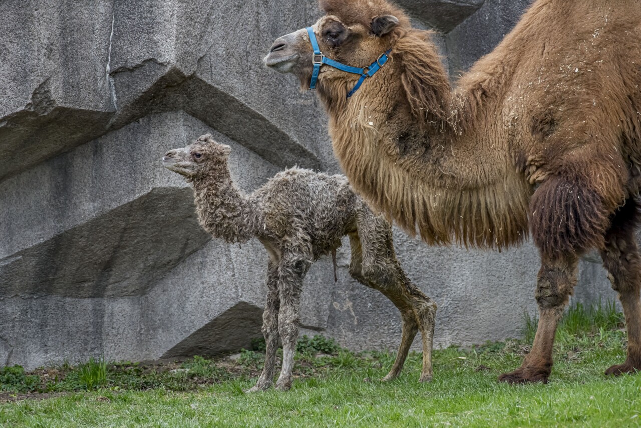 Camel Baby 04-2021-0107016 E.jpg