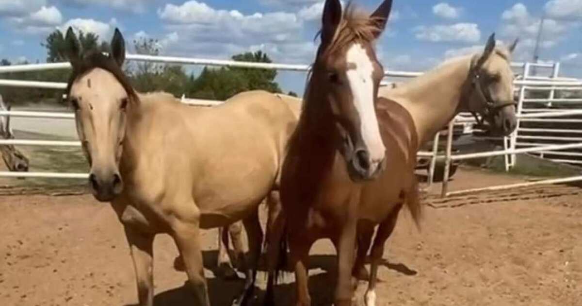 Colorado woman needs help after saving three horses from Oklahoma kill pen