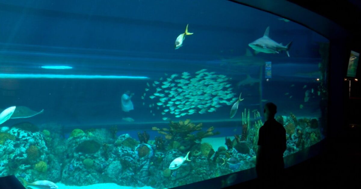 Texas State Aquarium set to reopen - ?url=https:%2F%2FmeDiaassets.kristv.com%2FcorDillera Network%2Fwp Content%2FuploaDs%2Fsites%2F5%2F2019%2F05%2F08215028%2FAQUARIUM REAX Texas State Aquarium set to reopen - ?url=https:%2F%2FmeDiaassets.kristv.com%2FcorDillera Network%2Fwp Content%2FuploaDs%2Fsites%2F5%2F2019%2F05%2F08215028%2FAQUARIUM REAX