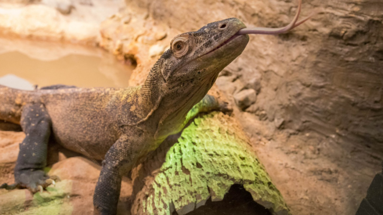 Buffalo Zoo's refreshed reptile house prepares for big debut