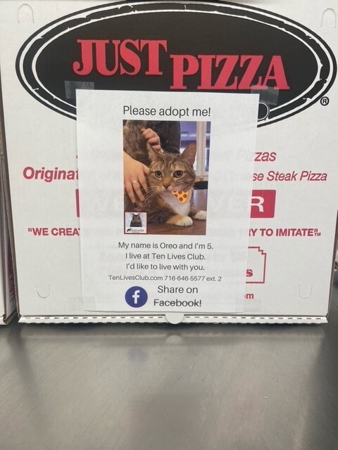 Adoptable cats