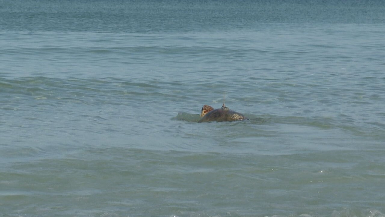 Loggerhead-with-tracking-device-released-off-of-Coquina-Beach-WFTS-WENDI-2.jpg