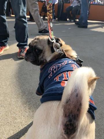 Tigers host first Bark at the Park night of 2018 season