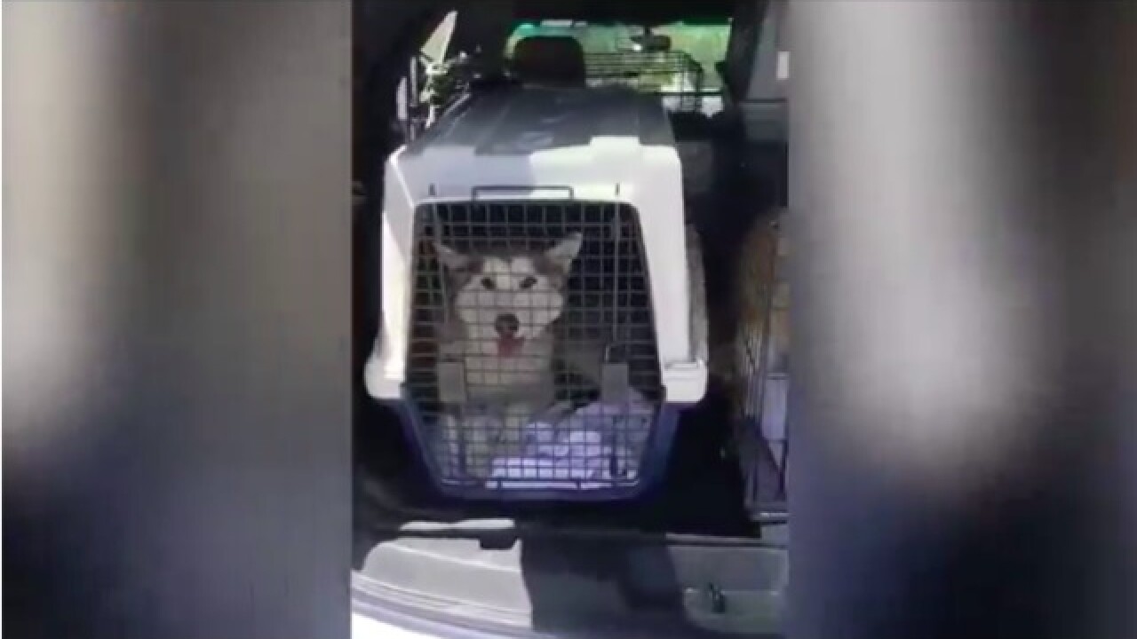 Marley's Mutts clears Mojave kill shelter