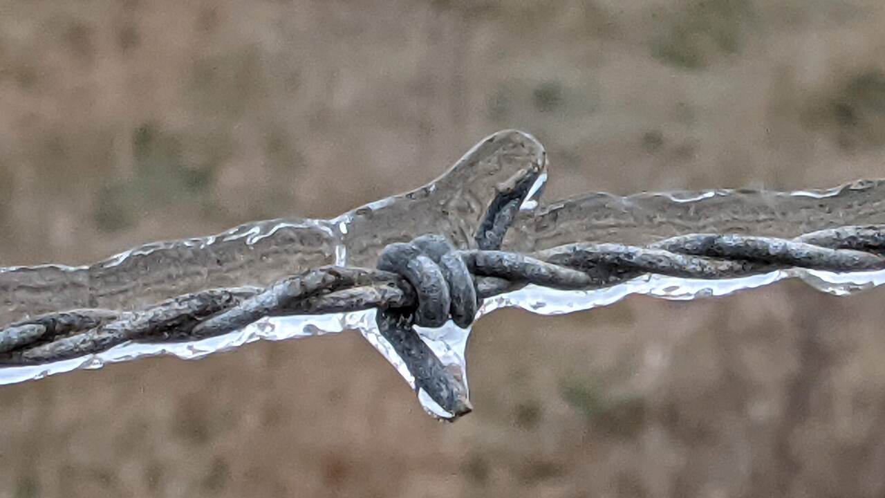 Riviera-Texas-where-even-the-barbed-wire-freezes-birdbath-frozen-vegetation-and-when-the-sun-came-out-and-started-melting-the-ice-on-the-roof-submitted-by-Barbara-Grayson3.jpg