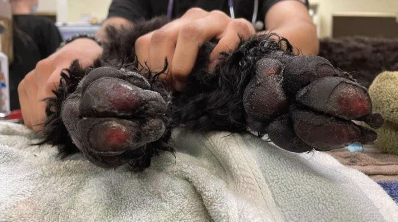 Dog paw pad injuries
