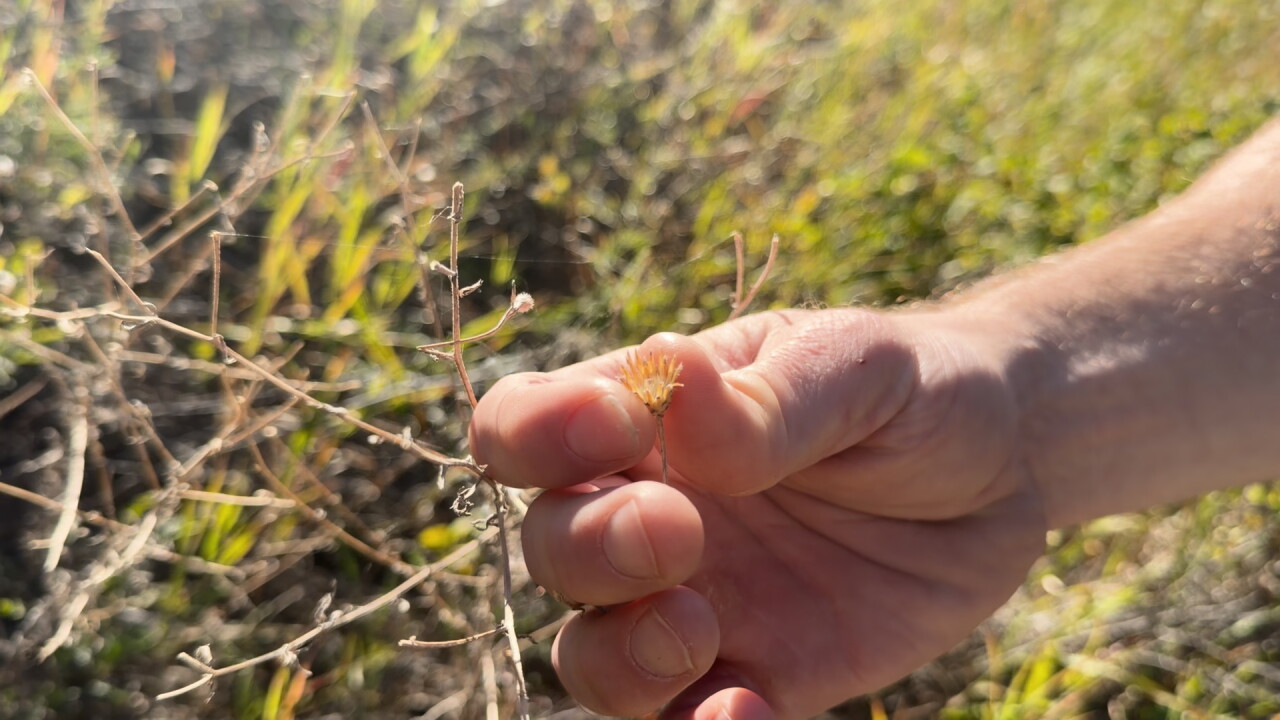 Knapweed