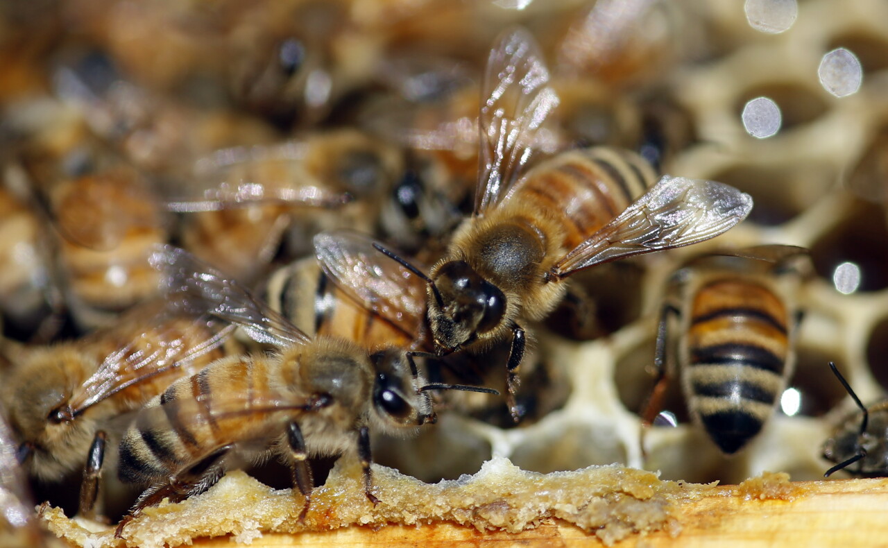 Aggressive swarm of bees kills 3 dogs in Arizona