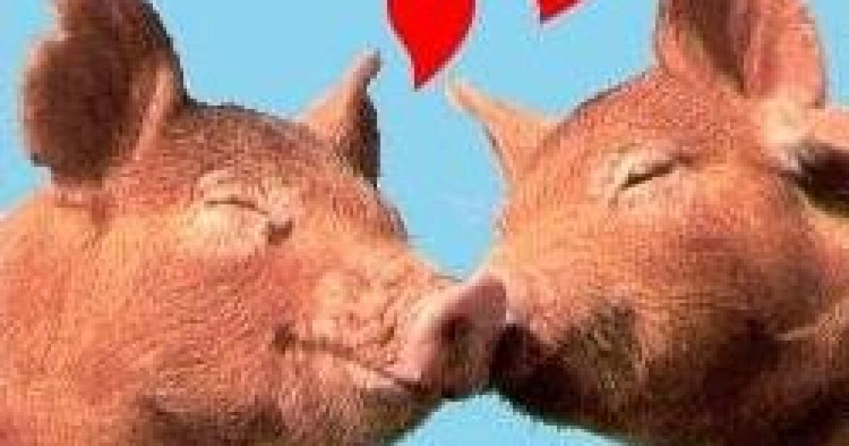 Calendar Says It's Swine Time