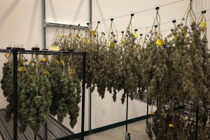 Medical Marijuana14.jpg