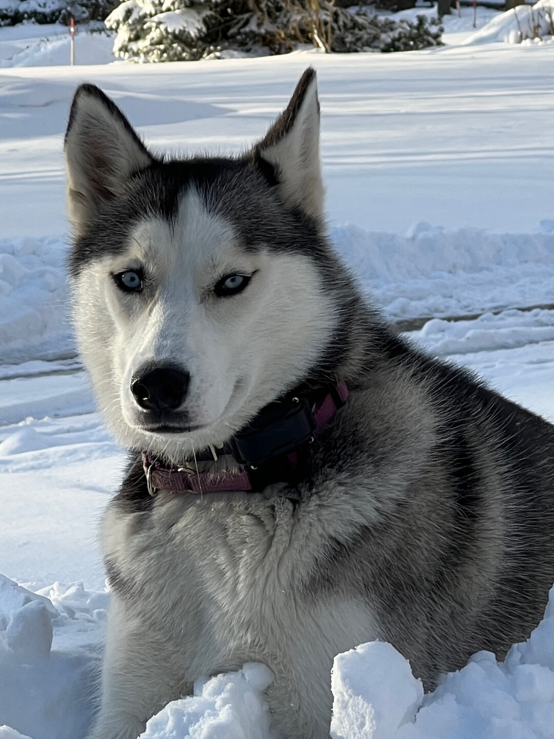 Dog walking forecast