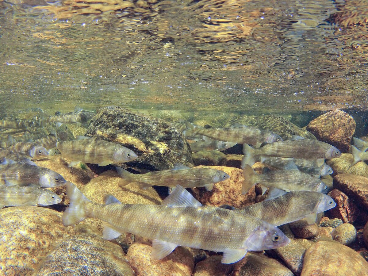 mountain whitefish swimming in the Yampa River