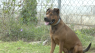 More stray animals around Milam County, raises safety concerns as temperatures rise this summer