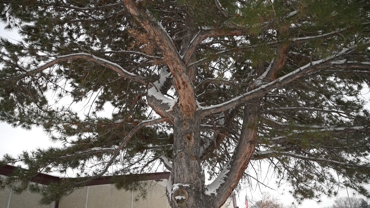 Deep Roots: Billings Public Schools awarded $37,000 for tree planting project