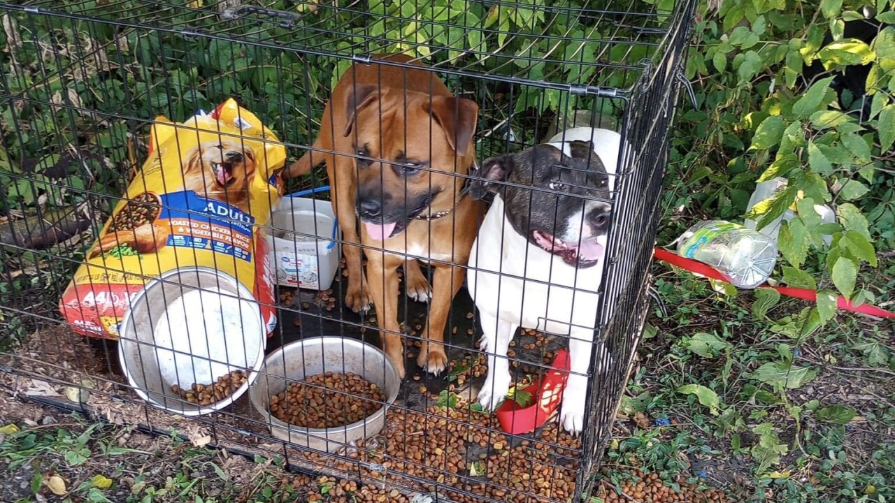 'Hot and lethargic:' Dogs found in crate under tarp with surrender note