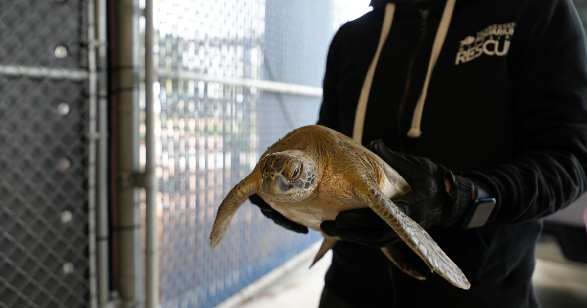 Dozens of cold stunned sea turtles rescued - Vimarsana News