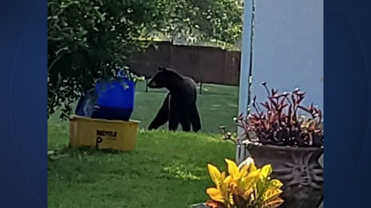A black bear on Crestwood Boulevard in the Saratoga Lakes community in Royal Palm Beach on June 18, 2022 (1).jpg