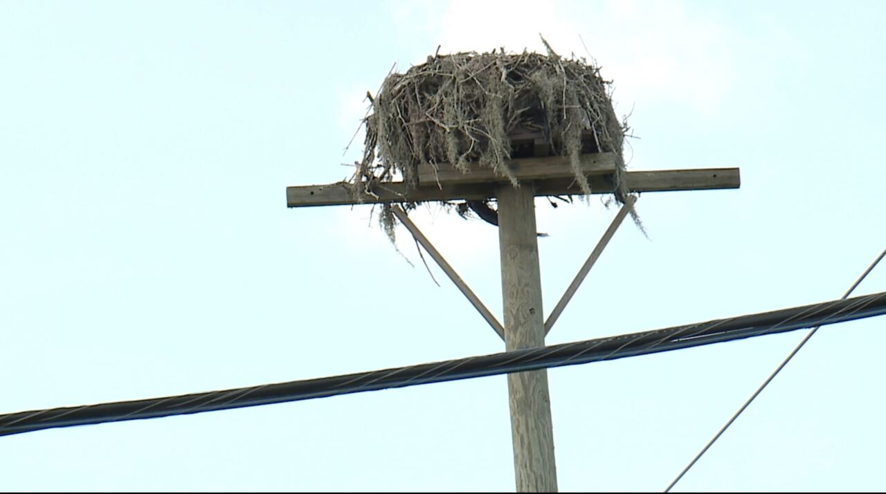 Raptor nest