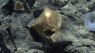 Scientists discover unidentified golden organism off Alaskan coast