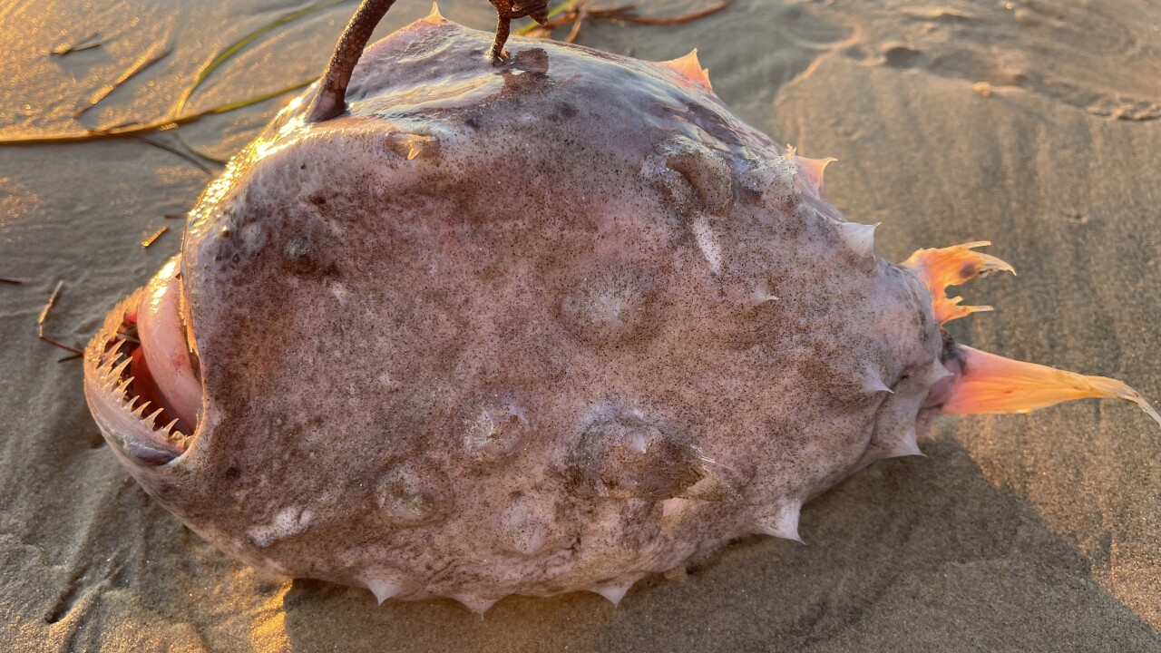 unbiased news Pacific Footballfish washes ashore at San Diego beach news source not about politics