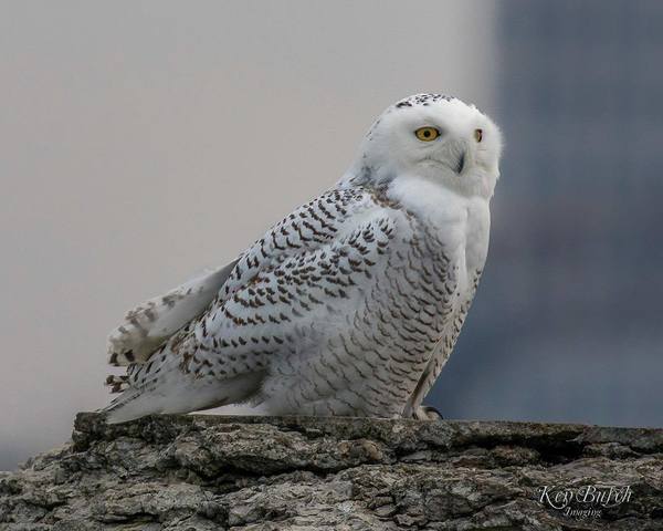 PHOTOS: Snowy owls return to the shores of Lake Erie