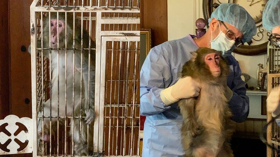 monkeyrescue.jpg