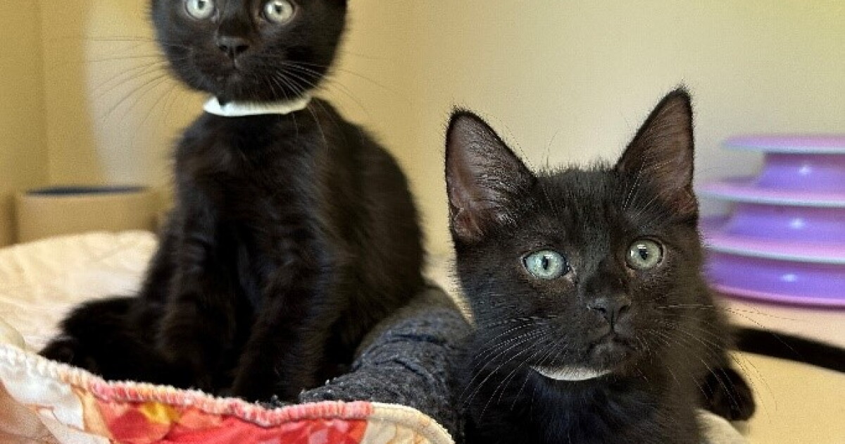 Woods Humane Society announces 'Kitten Twofer' event - Vimarsana News