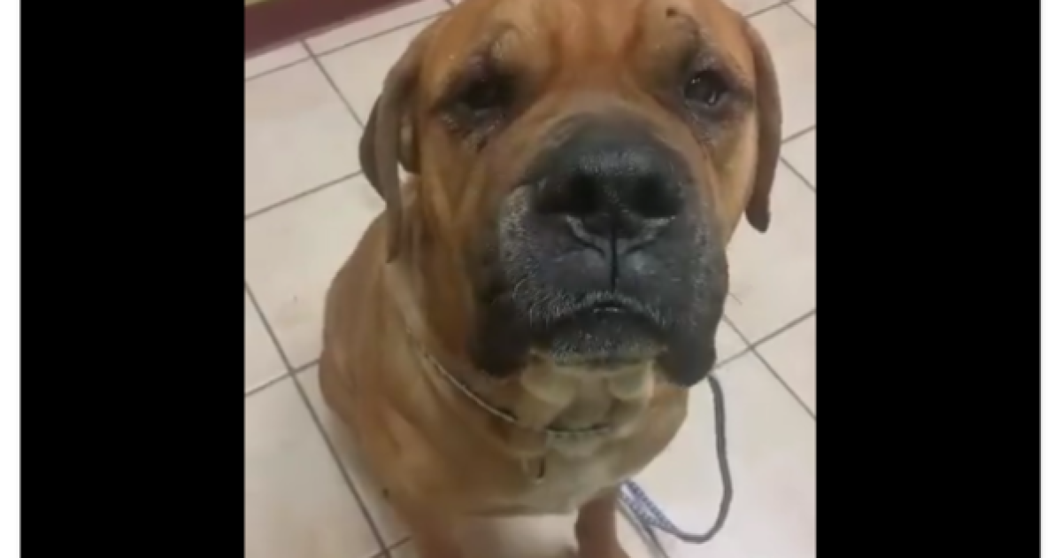 Local man in court on animal cruelty charges