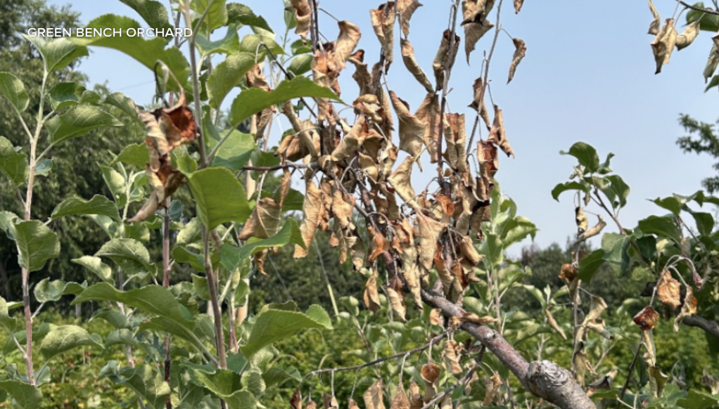 Fire blight visible in apple tree, before being treated
